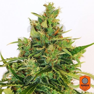 Amnesi K Lemon de Kannabia Feminizada - Grow Barato