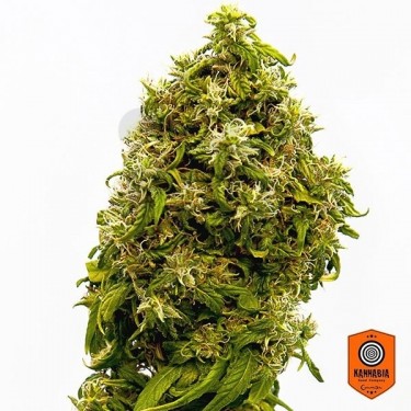 Swiss Dream CBD planta de CBD