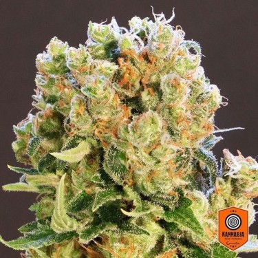 Diesel Glue variedad feminizada de Kannabia - Grow Barato