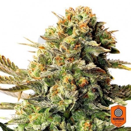 Russian Doll planta de marihuana Russian Doll planta de marihuana