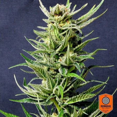 Karibbean Mango planta de marihuana Karibbean Mango planta de marihuana