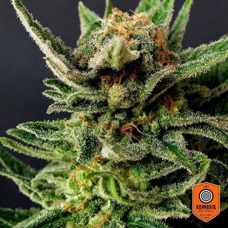 Gypsy Kush di Kannabia Seeds femminilizzata. Gypsy Kush di Kannabia Seeds femminilizzata.