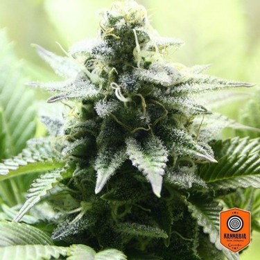 Kannabia Seeds presenta Indica Cream - Grow Barato