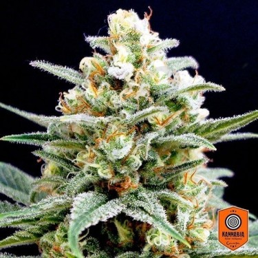 Kritikal K de Kannabia Seeds feminizadas - Grow Barato