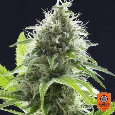 Kama Kush CBD feminizada Kannabia Seeds - Grow Barato