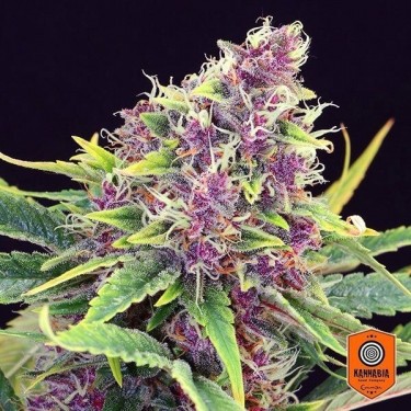 Purple Kush feminizada de Kannabia Seeds - Grow Barato