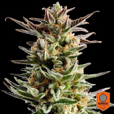 Big Band di Kannabia Seeds femminizzata