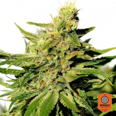 BCN Diesel CBD feminizadas de Kannabia Seeds - Grow Barato