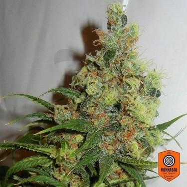 Neil Haze regular de Kannabia Seeds - Grow Barato