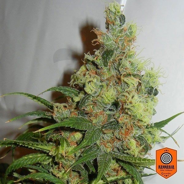 Neil Haze regular de Kannabia Seeds - Grow Barato