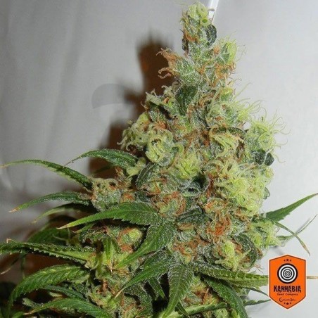 Neil Haze regular de Kannabia Seeds - Grow Barato