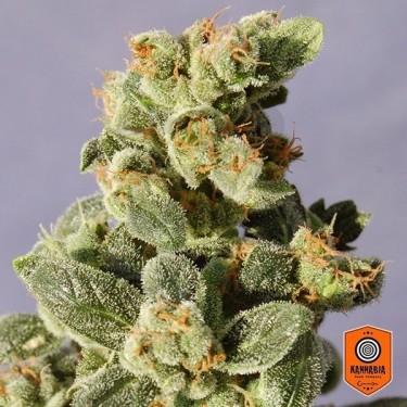Gnomo Auto Plante de marijuana