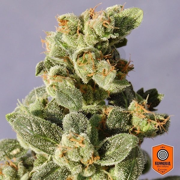 Gnomo Auto cannabis plant