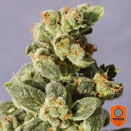 Gnomo Auto cannabis plant Gnomo Auto cannabis plant