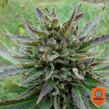 Kannabia Seeds Auto Kickas - Crescer Barato