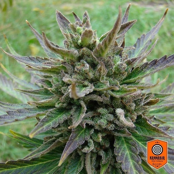 Kannabia Seeds Auto Kickas - Crescer Barato