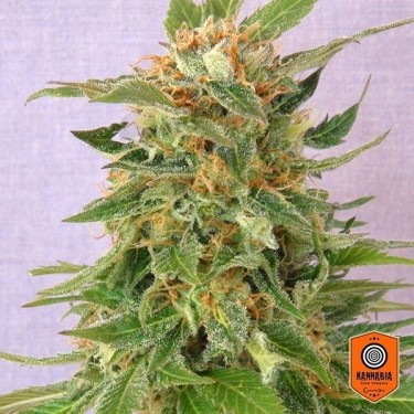 Ginger Punch auto marijuana plant
