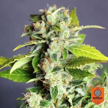 Mikromachine Auto cannabis plant