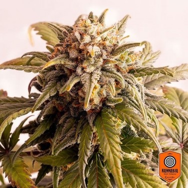 Boom Speedy Auto-floramento Sementes autoflorescentes Kannabia Seeds - Crescer Barato