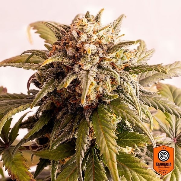 Speedy Boom auto seeds by Kannabia Seeds - Grow Barato