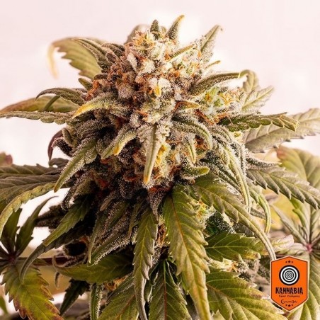 Speedy Boom auto seeds by Kannabia Seeds - Grow Barato Speedy Boom auto seeds by Kannabia Seeds - Grow Barato