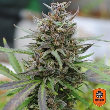Baby Boom Auto Fem. de Sementes autoflorescentes Kannabia Seeds - Crescer Barato