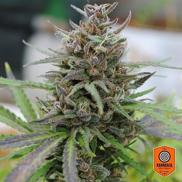 Baby Boom Auto Cannabis Plant