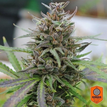 Baby Boom Auto Fem. de Sementes autoflorescentes Kannabia Seeds - Crescer Barato