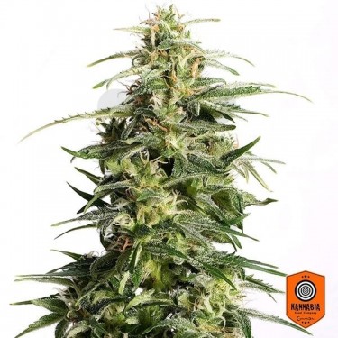 Swiss Dream Auto CBD de Kannabia Seeds - Grow Barato