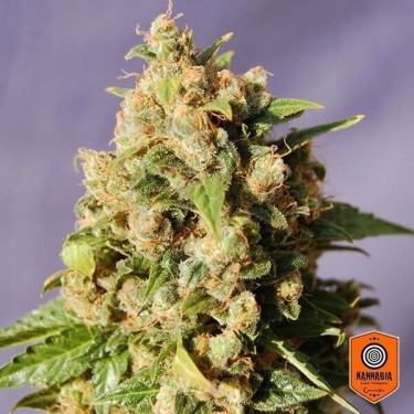 Kiss de Kannabia Seeds semilla feminizada - Grow Barato