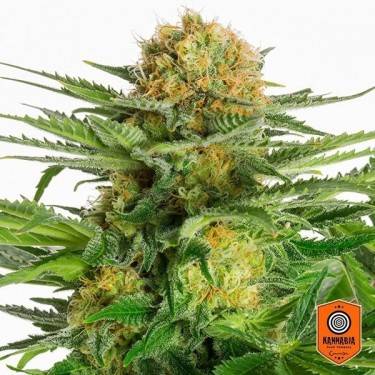 White Domina de Kannabia Seeds feminizada - Grow Barato