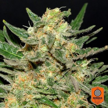 Thai Fantasy Plante de marijuana