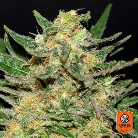 Thai Fantasy Plante de marijuana Thai Fantasy Plante de marijuana