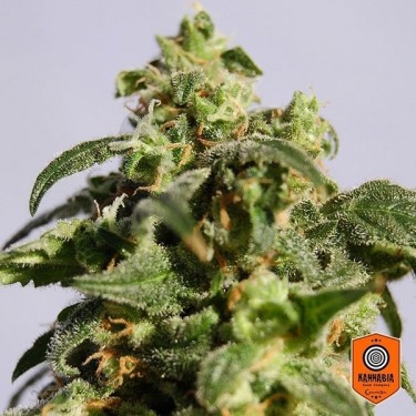 Skunk+ de Kannabia Seeds feminizadas - Grow Barato
