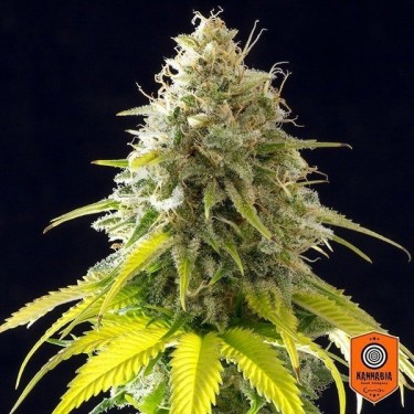 Mataro Blue de Kannabia Seeds feminizadas - Grow Barato