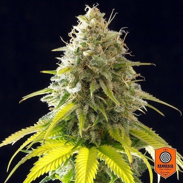 Plante de marijuana Mataro Blue