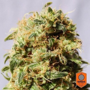 La Reina de África aka Kaboom Kannabia Seeds - Grow Barato