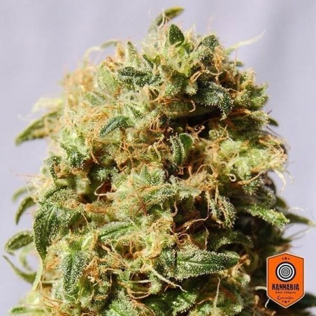 La Reina de África aka Kaboom Kannabia Seeds - Grow Barato La Reina de África aka Kaboom Kannabia Seeds - Grow Barato