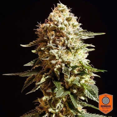 La Blanca de Kannabia Seeds feminizada - Grow Barato