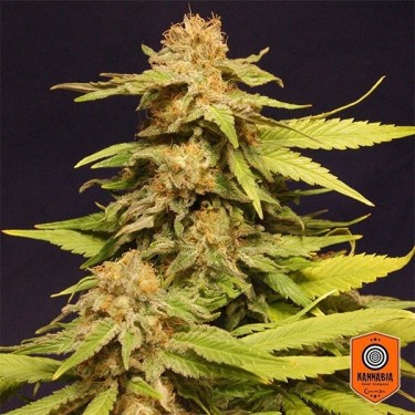 Big Bull de Kannabia Seeds feminizada - Grow Barato