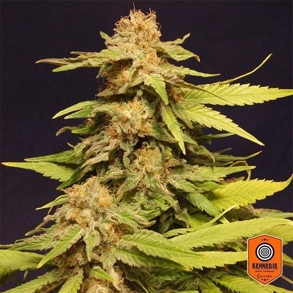 Big Bull Plante de cannabis