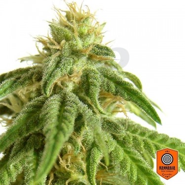 Afrodite de Kannabia Seeds feminizadas - Grow Barato