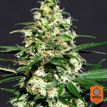 Amnesi K de Kannabia Seeds 100% Feminizadas - Grow Barato