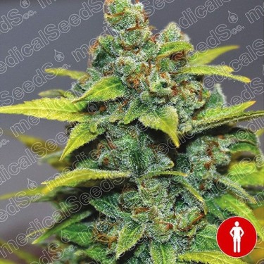 Banana Zkittlez semillas de Medical Seeds - Grow Barato