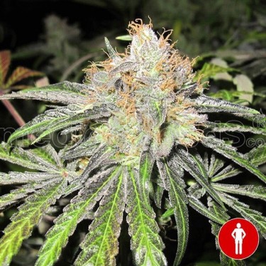 Deep Neville Regular de Medical Seeds - Grow Barato