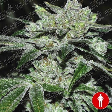 Sour Glue planta de marihuana