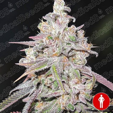Mendocino Chanel Kush de Medical Seeds - Grow Barato