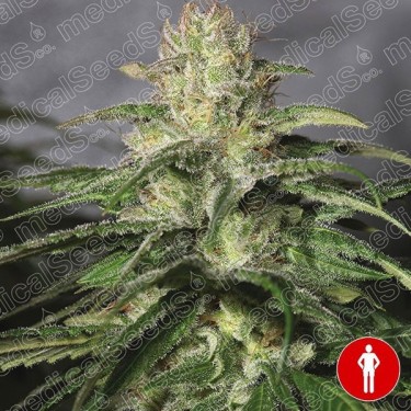 OG Kush CBD de Medical Seeds 100% feminizada - Grow Barato