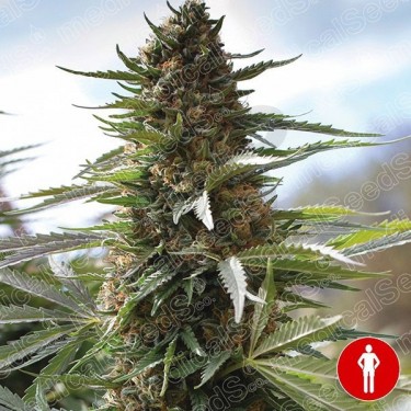 Over Dawg Medical Seeds 100% feminizada - Grow Barato