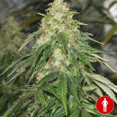Some Sweet de Medical Seeds 100% feminizada - Grow Barato